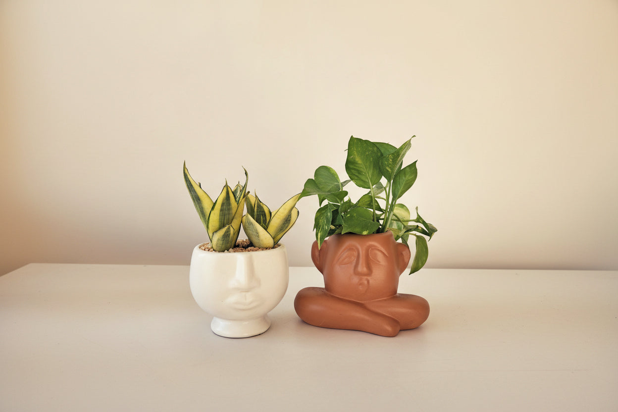 hector face plant pot Pot heads - sets