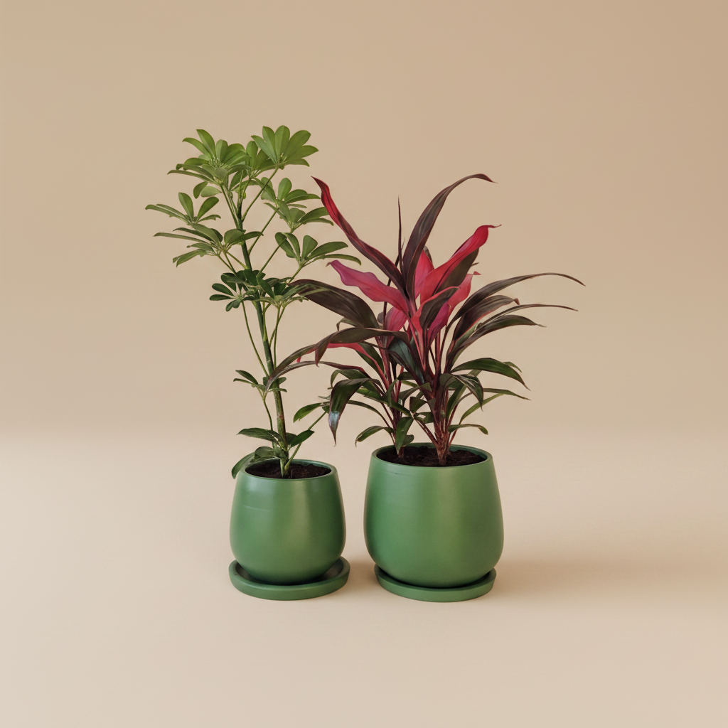 Outdoor Duo, Medium - Plantcultcairo
