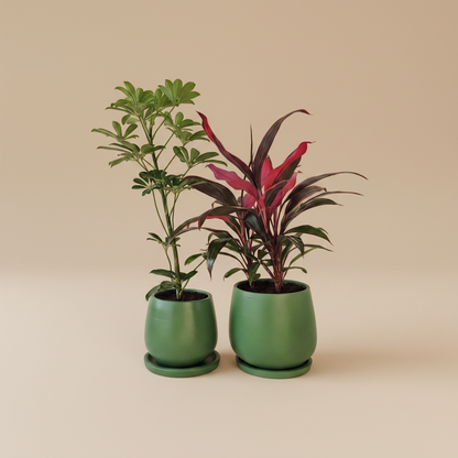 Outdoor Duo, Medium - Plantcultcairo