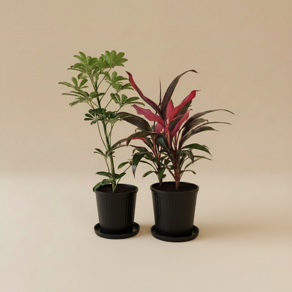 Outdoor Duo, Medium - Plantcultcairo