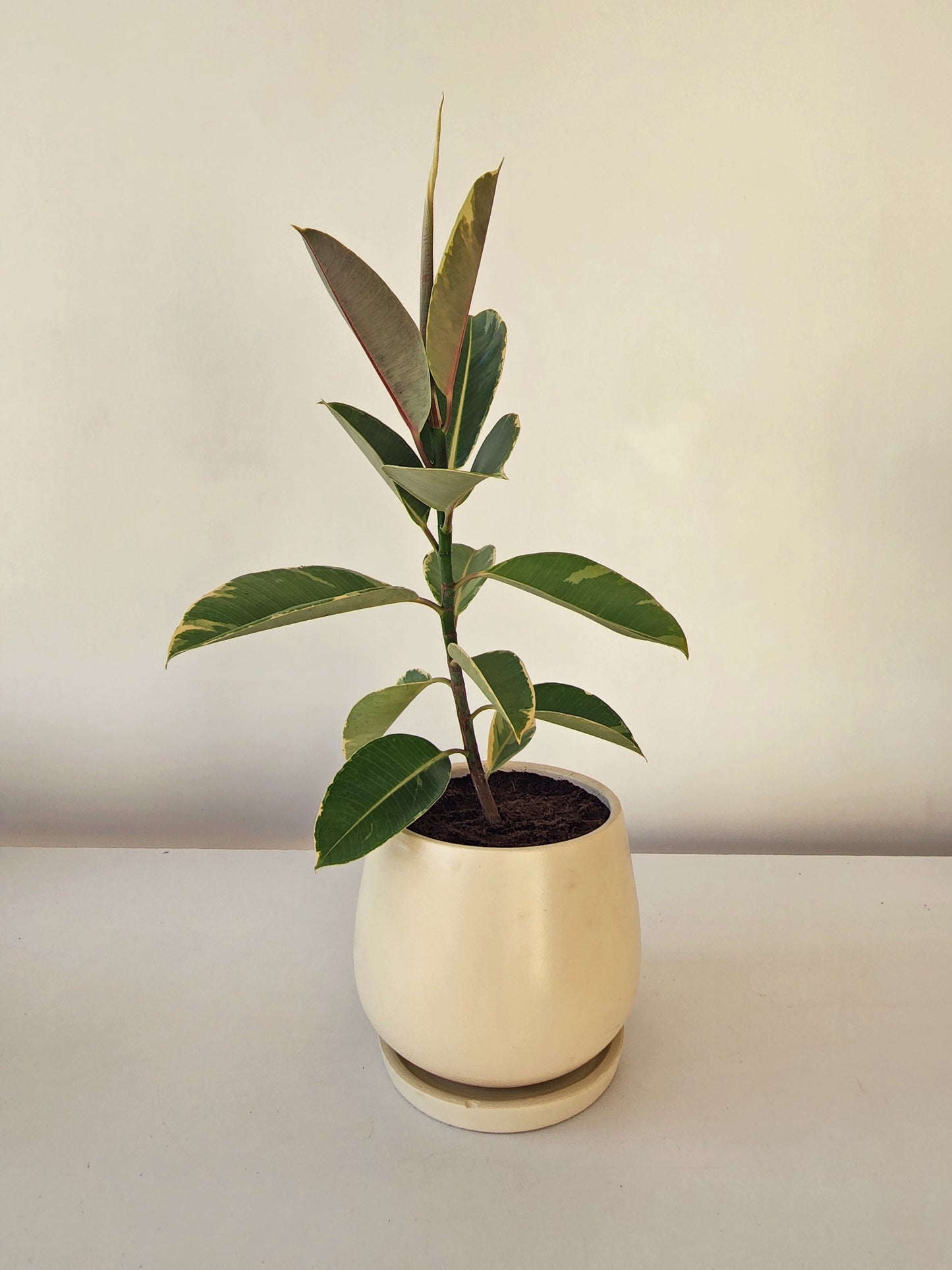 Ficus Rubber Fig