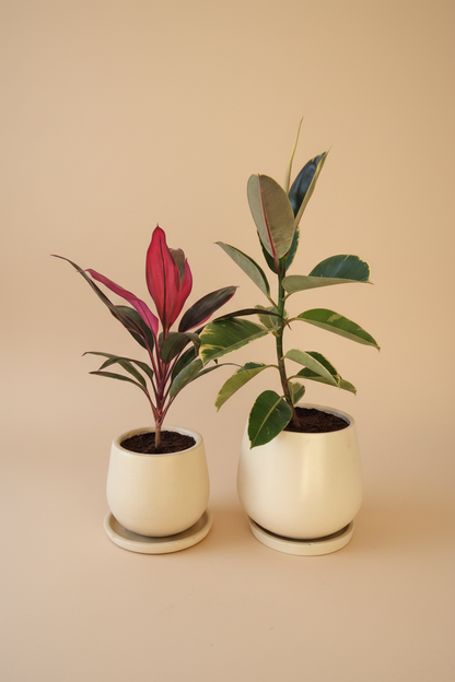 Outdoor Duo, Medium - Plantcultcairo