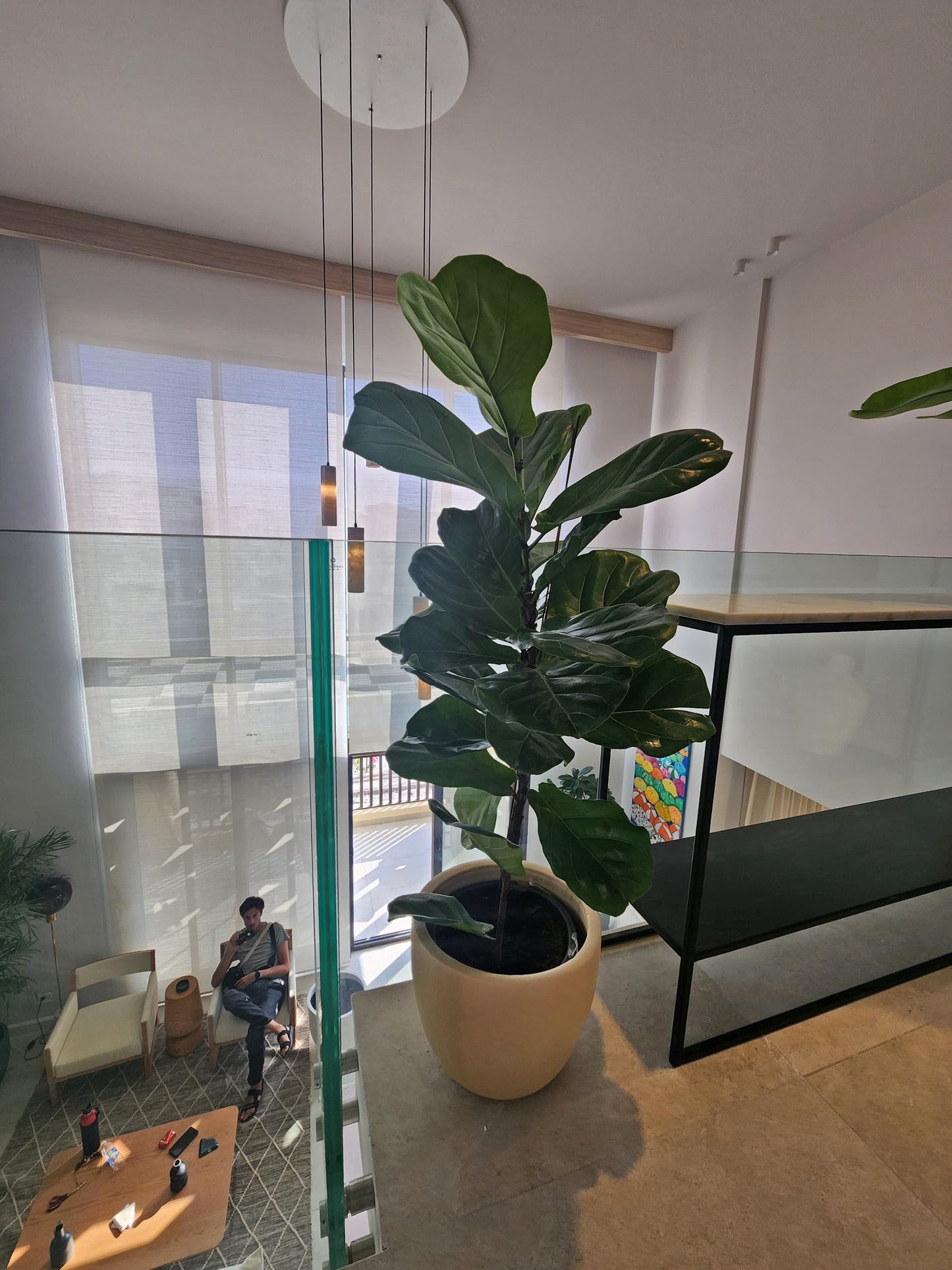 Fiddle leaf fig