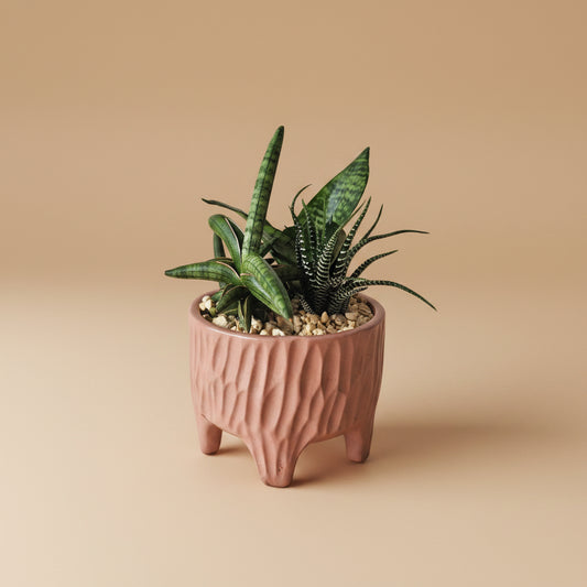 Low Light Succulent Garden - Plantcultcairo