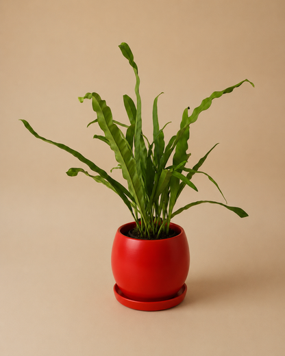 Bird Nest Fern - Plantcultcairo