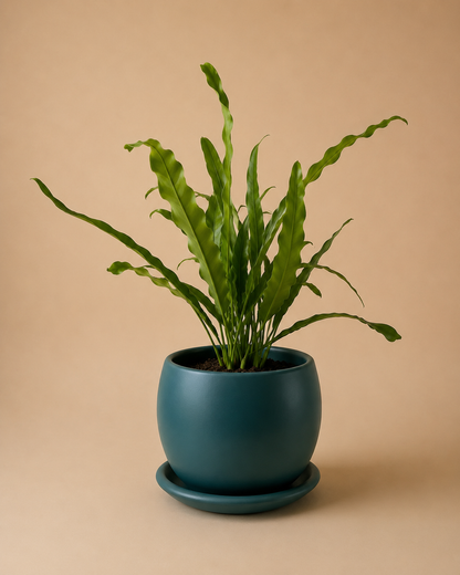Bird Nest Fern - Plantcultcairo