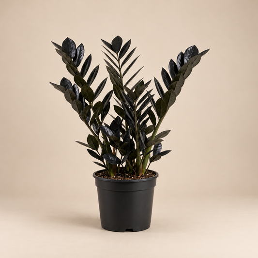 Black Raven ZZ Plant