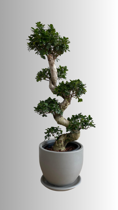 Ficus Bonsai S-Shaped