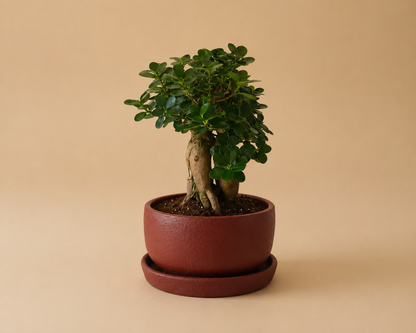 Potted Bowl Planter - Plantcultcairo