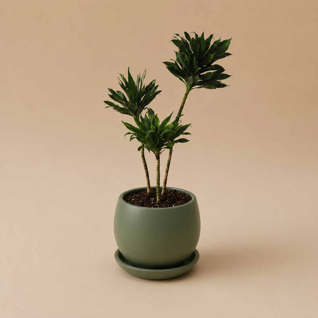 Dracaena Compacta - Plantcultcairo