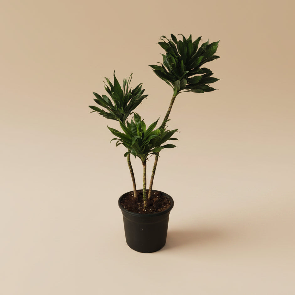 Dracaena Compacta - Plantcultcairo