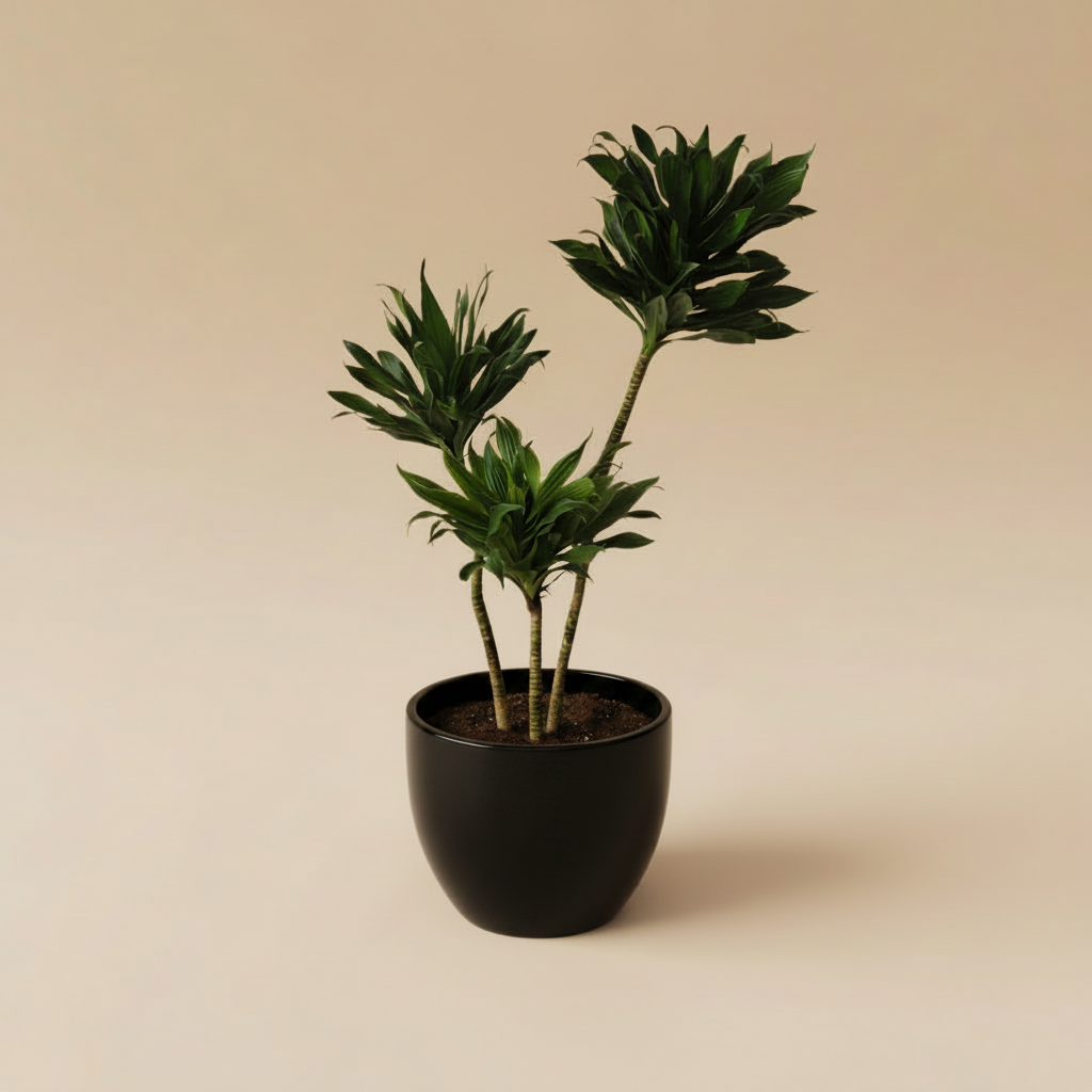 Dracaena Compacta - Plantcultcairo