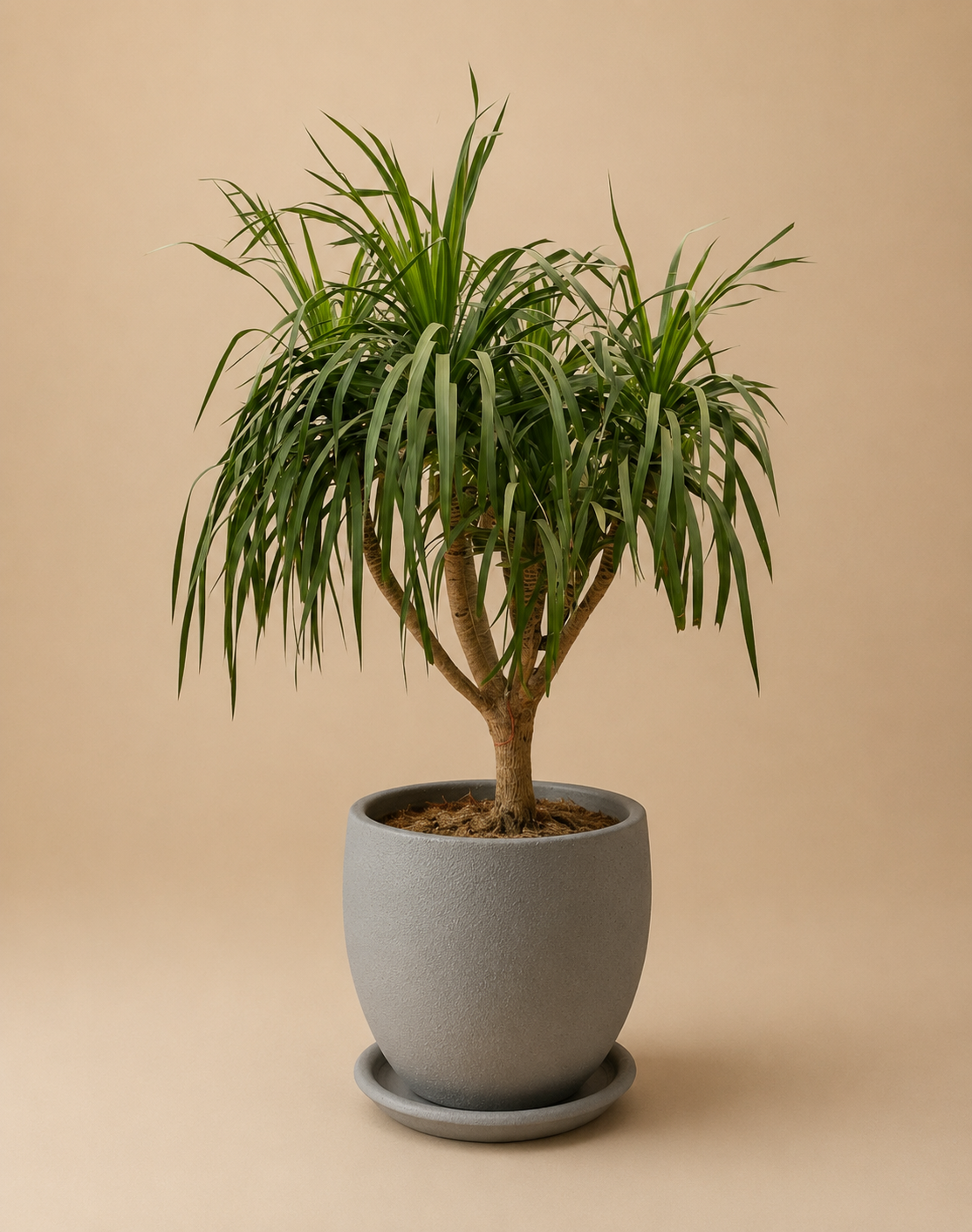 Dracaena Draco - Plantcultcairo