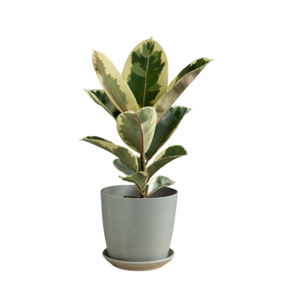 Ficus Rubber Fig