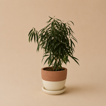 Ficus Amstel Queen Green - Plantcultcairo
