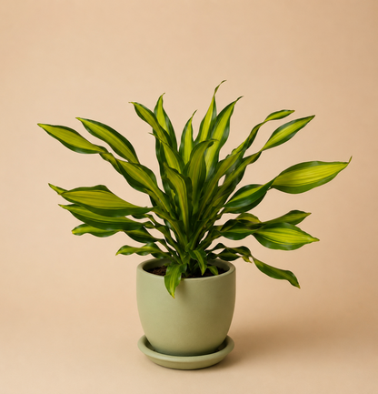 Dracaena Golden Heart - Plantcultcairo