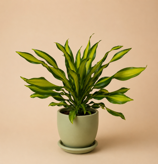 Dracaena Golden Heart - Plantcultcairo