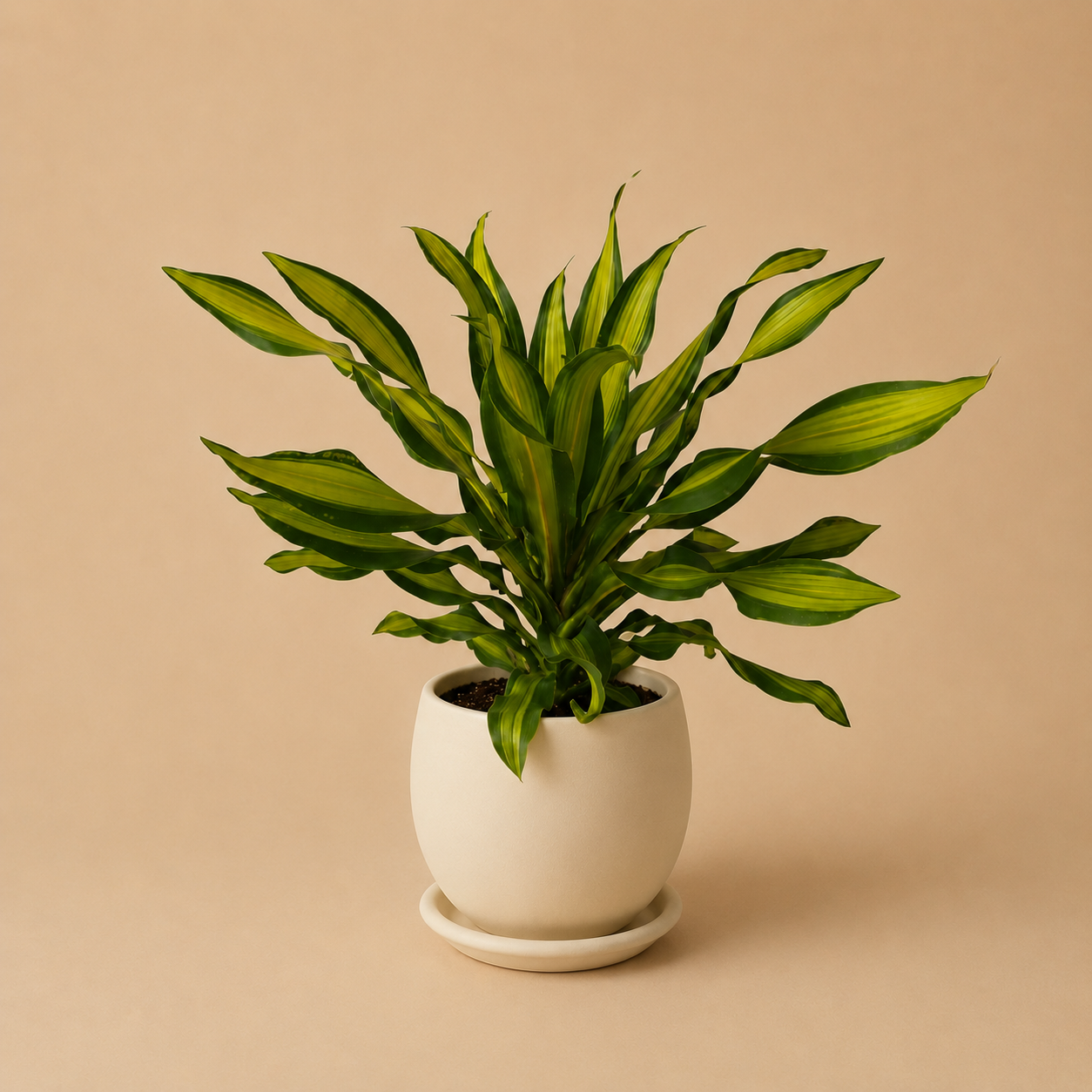 Dracaena Golden Heart - Plantcultcairo
