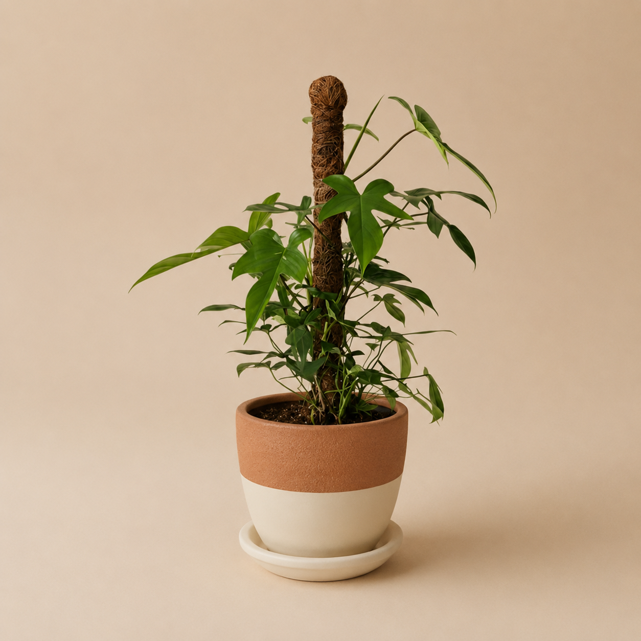 Philodendron Florida - Plantcultcairo