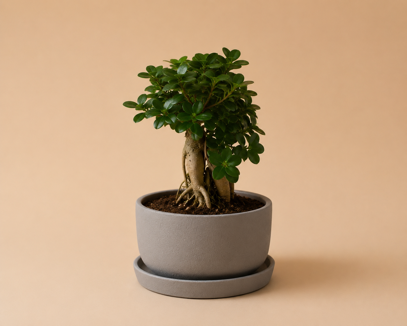 Potted Bowl Planter - Plantcultcairo