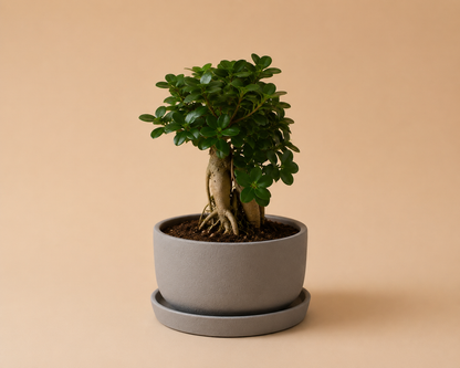 Potted Bowl Planter - Plantcultcairo