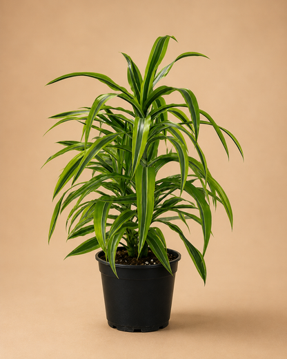 Dracaena Lemon Lime