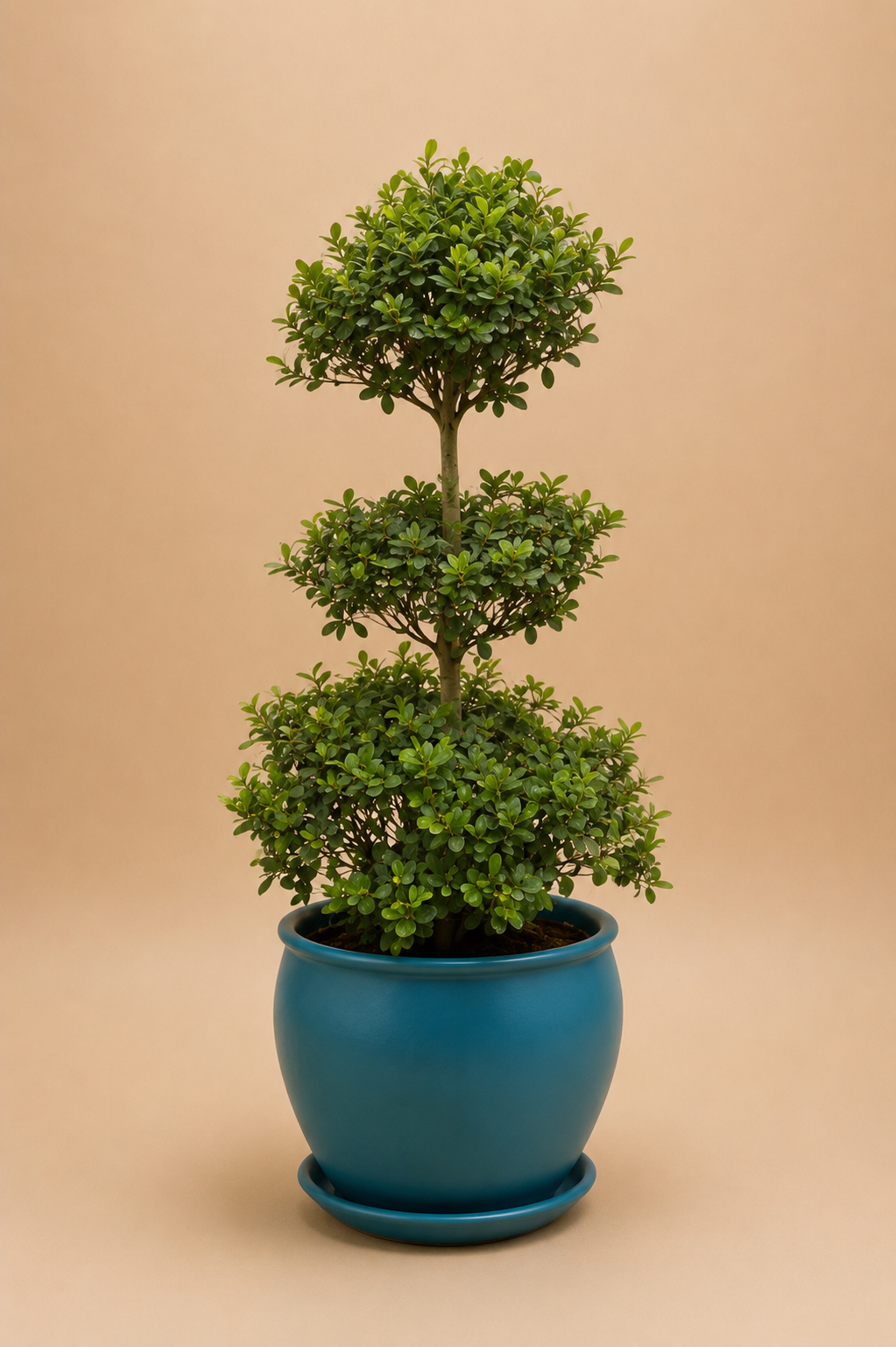 Ficus Microcarpa Green Island - Plantcultcairo