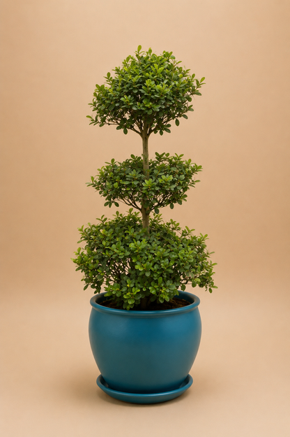 Ficus Microcarpa Green Island - Plantcultcairo
