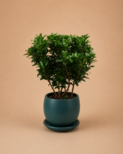 Ficus Microcarpa - Plantcultcairo