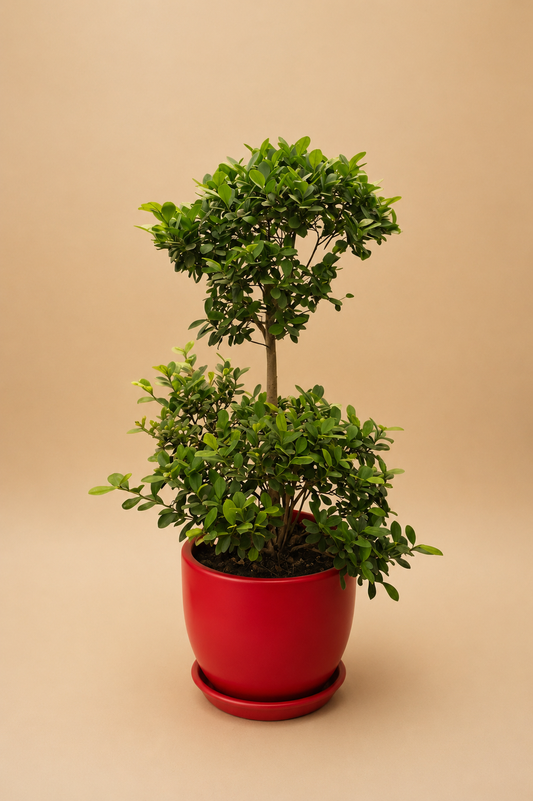 Ficus Microcarpa Green Island - Plantcultcairo