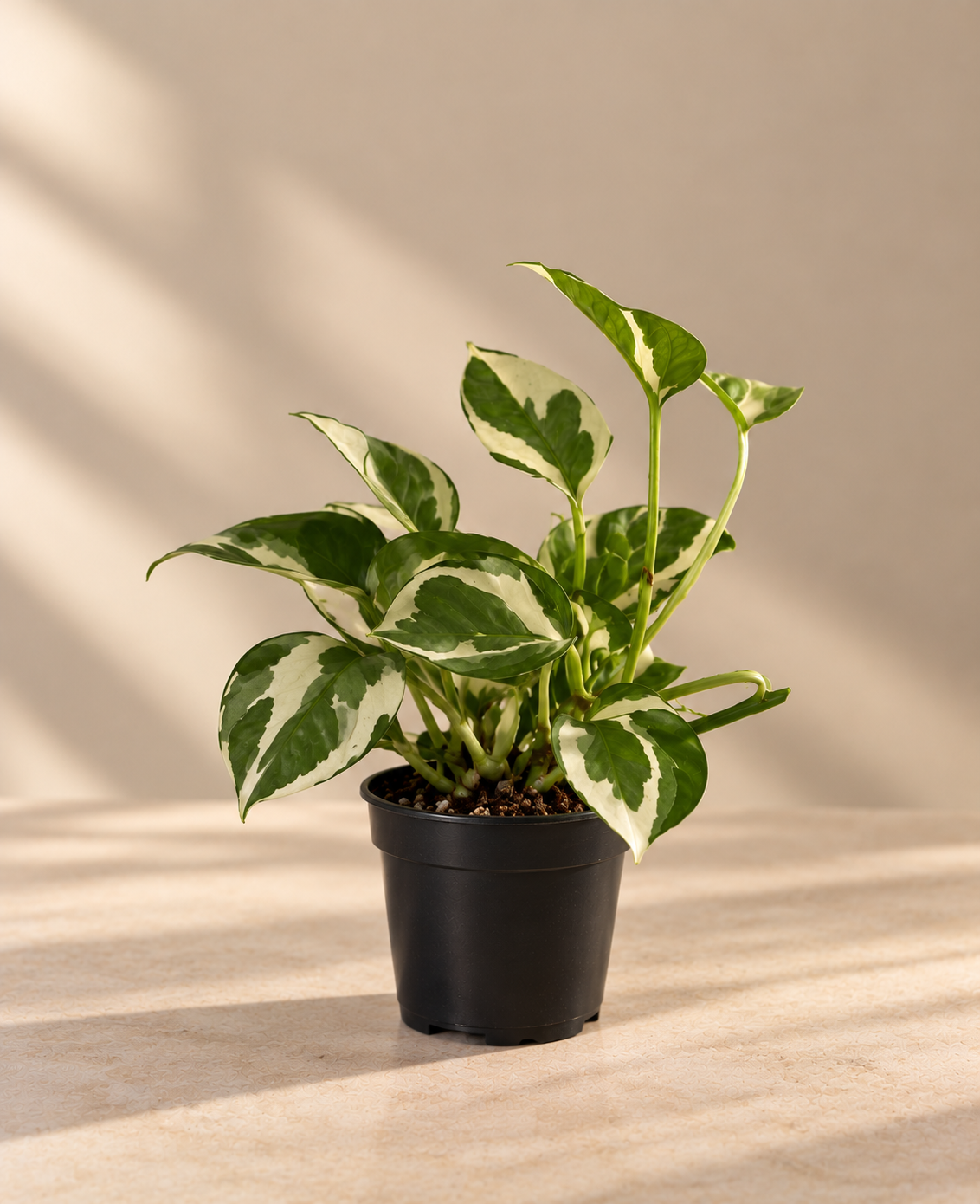 White Pothos Hang - Plantcultcairo