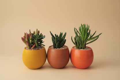 Minis Sets (Potted) - Plantcultcairo