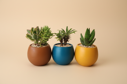 Minis Sets (Potted) - Plantcultcairo
