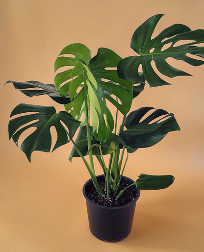 Monstera deliciosa Swiss Cheese indoor plant in nursery pot – Plantcult Egypt
