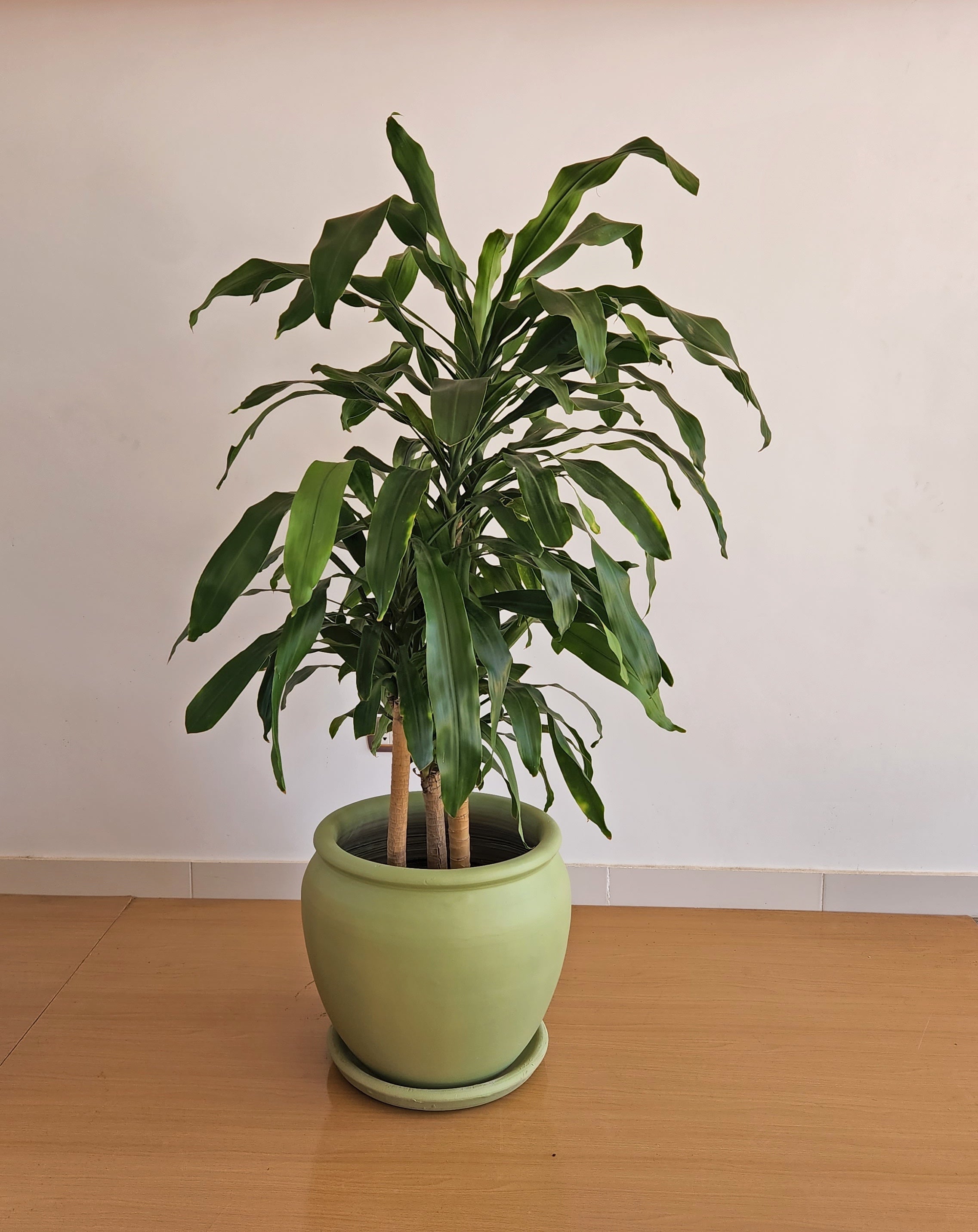 Dracena Corn