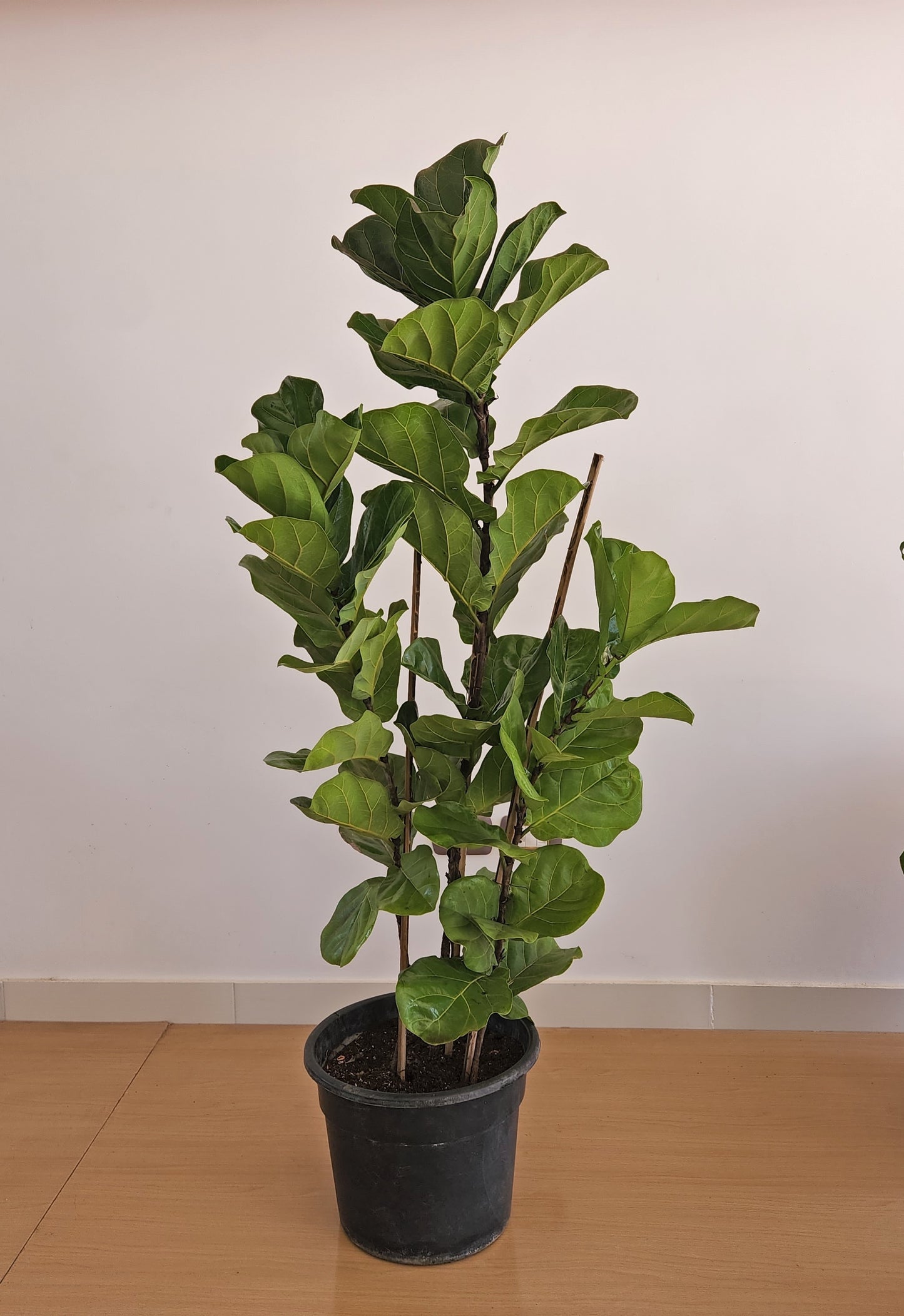 Fiddle leaf fig