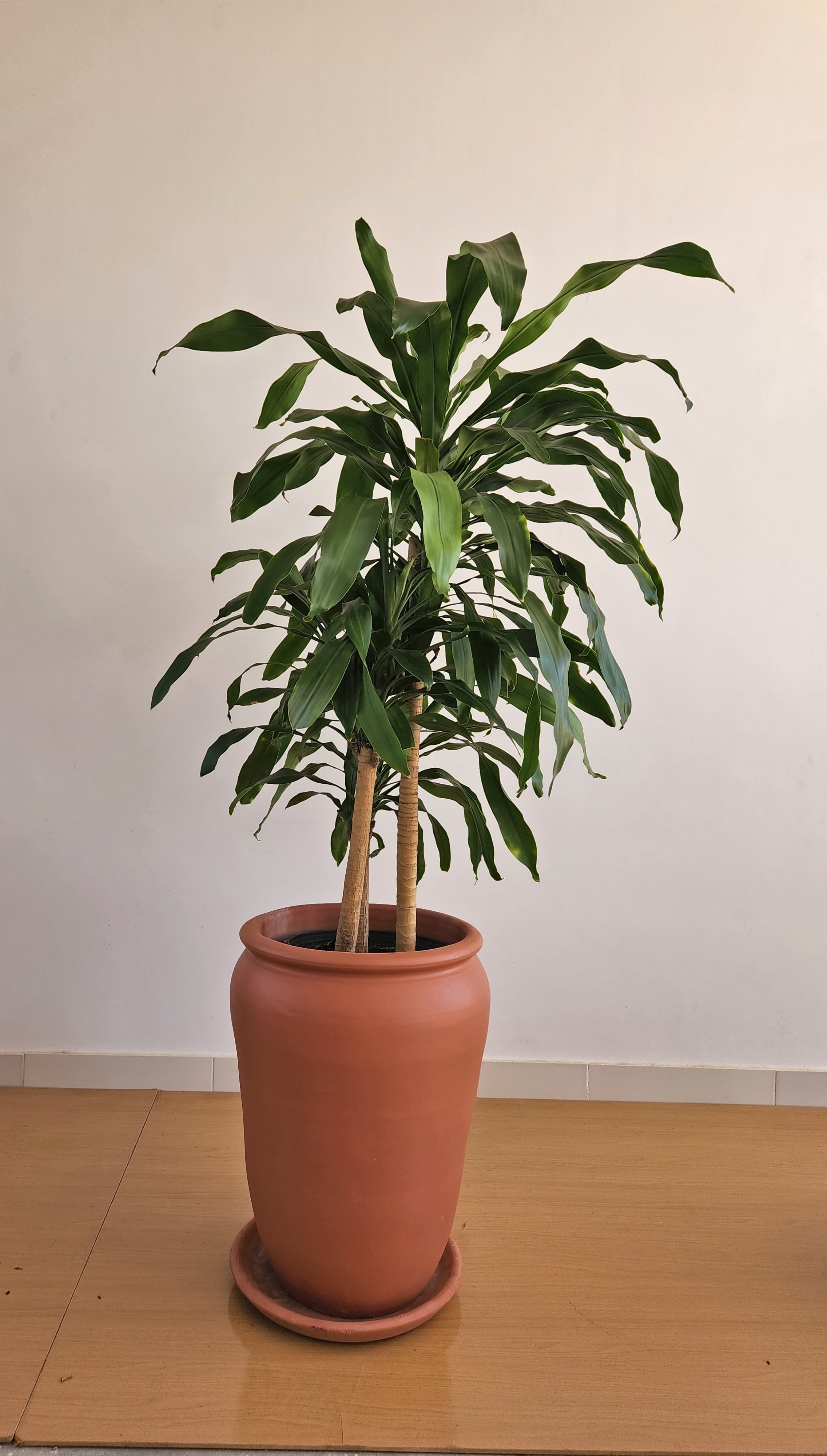 Dracena Corn