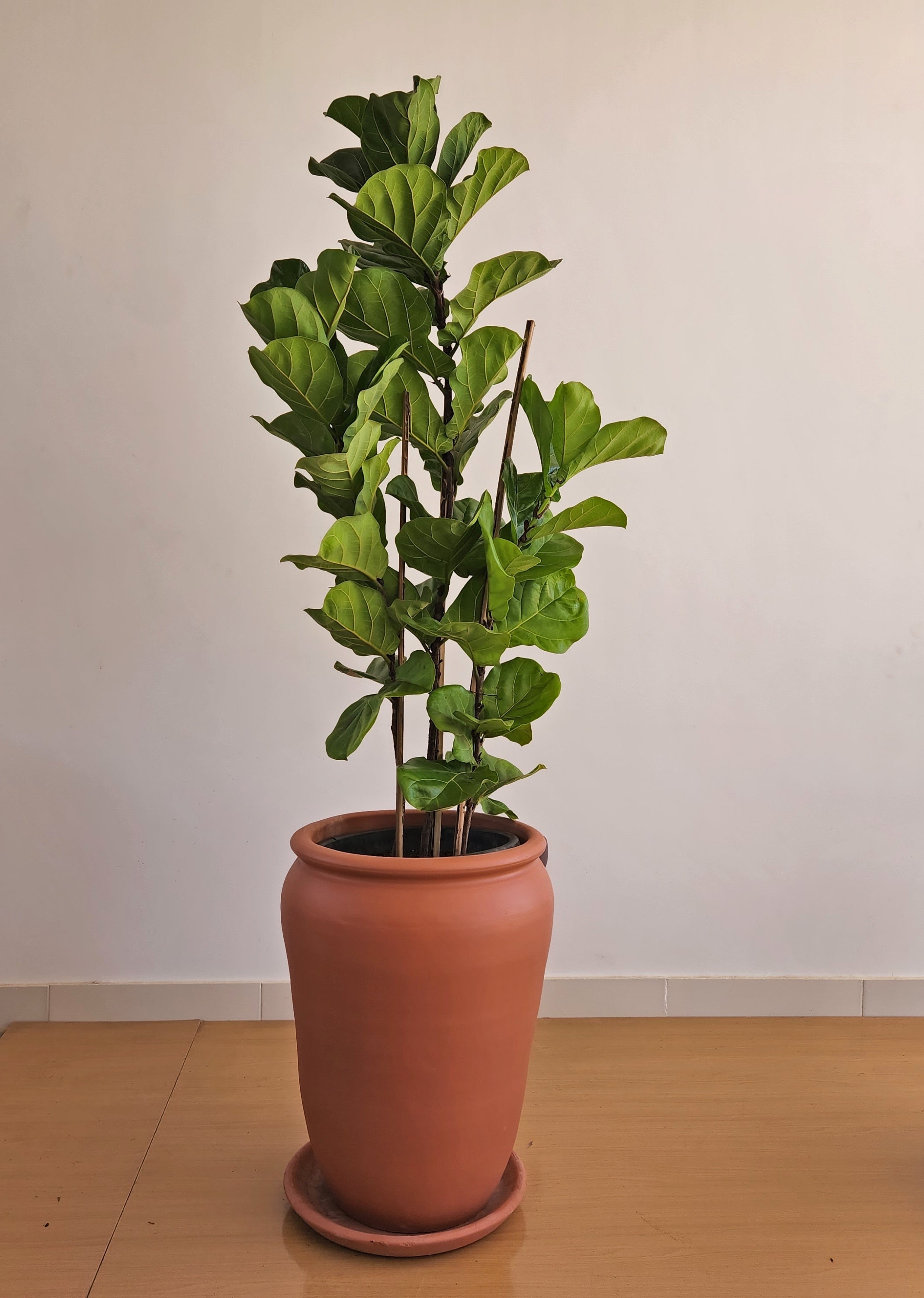 Fiddle leaf fig