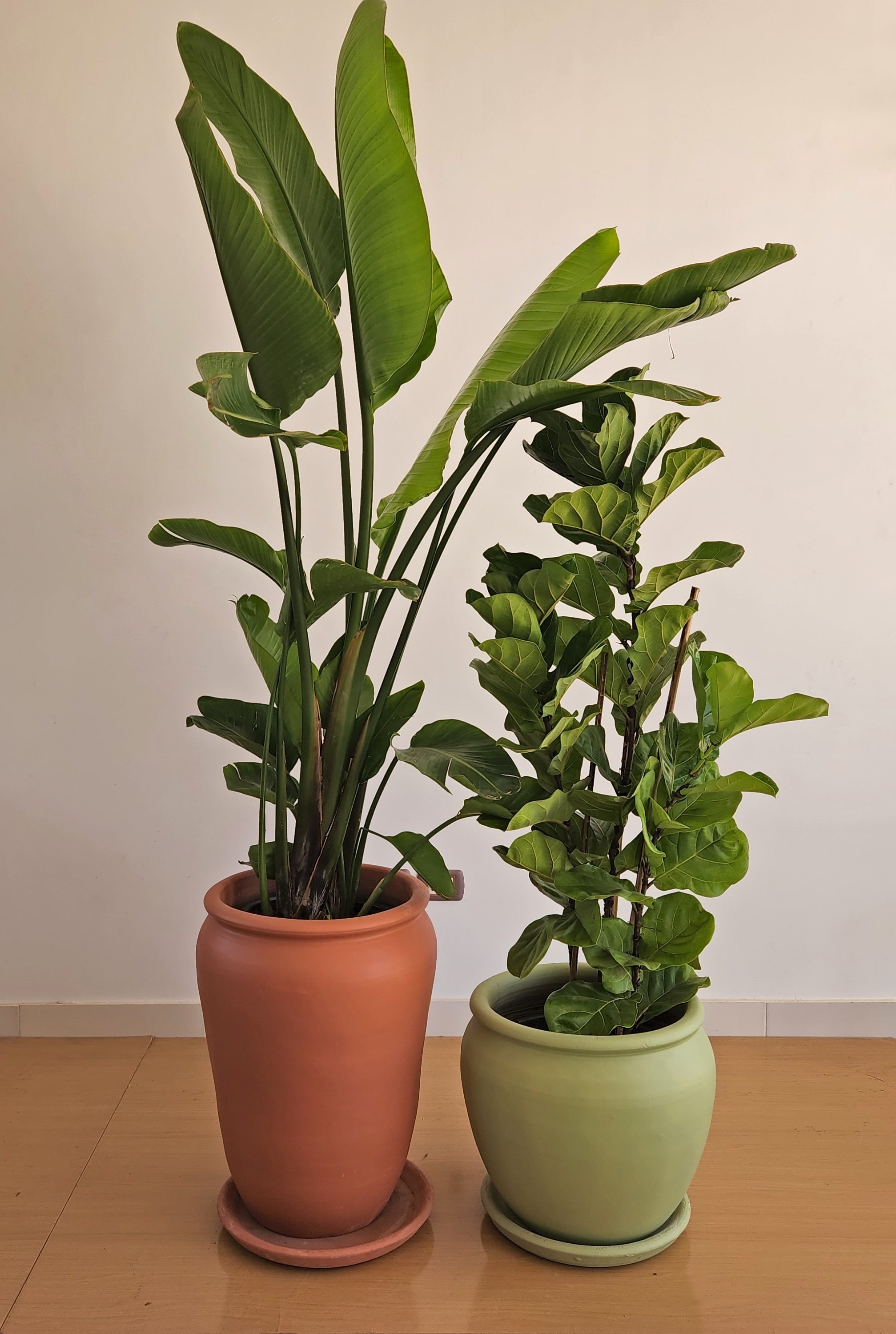 Fiddle leaf fig