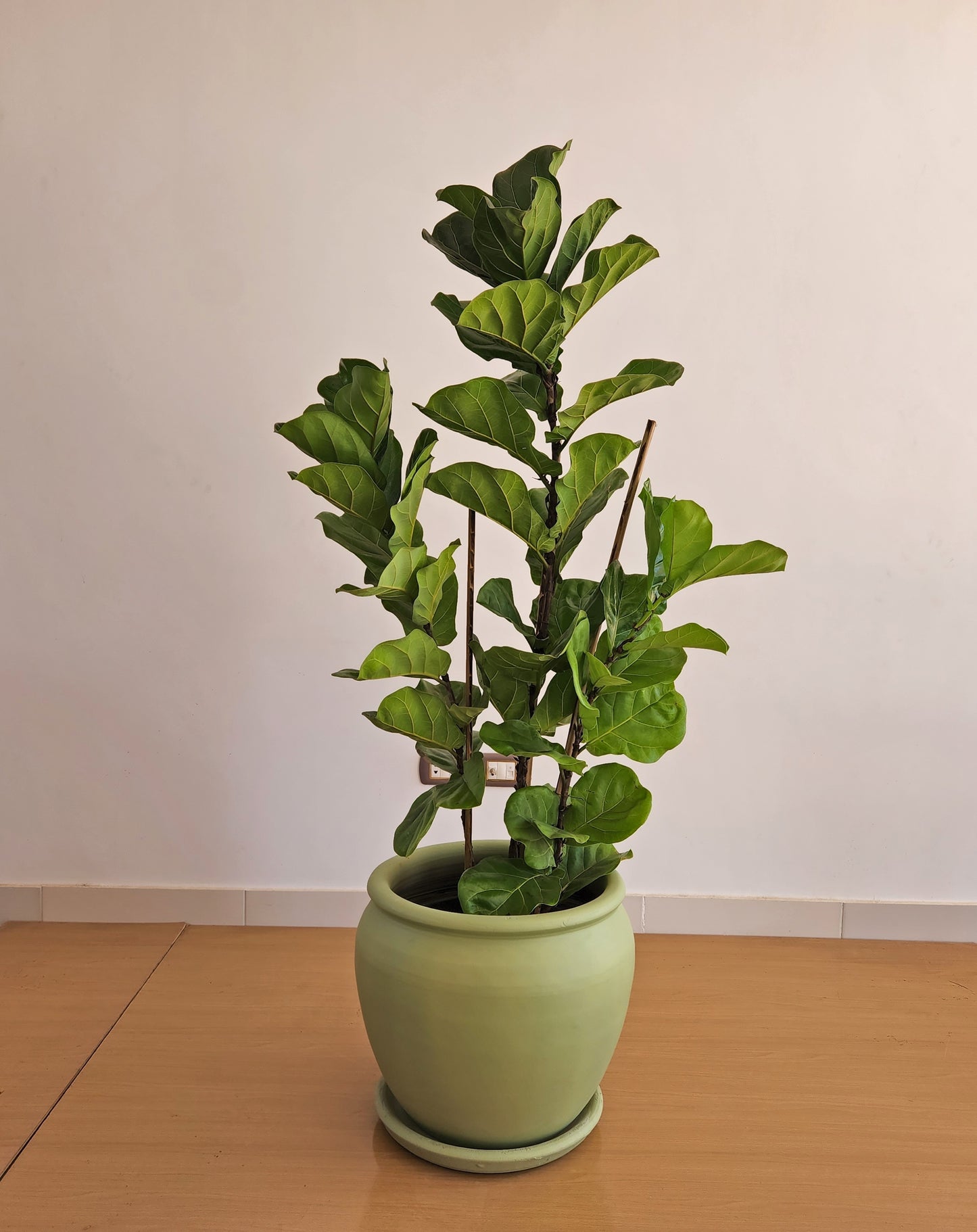 Fiddle leaf fig