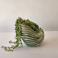 Shell Planter