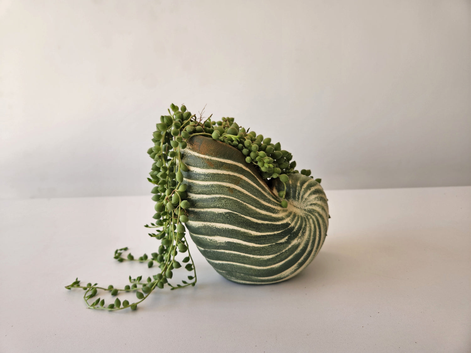 Shell Planter