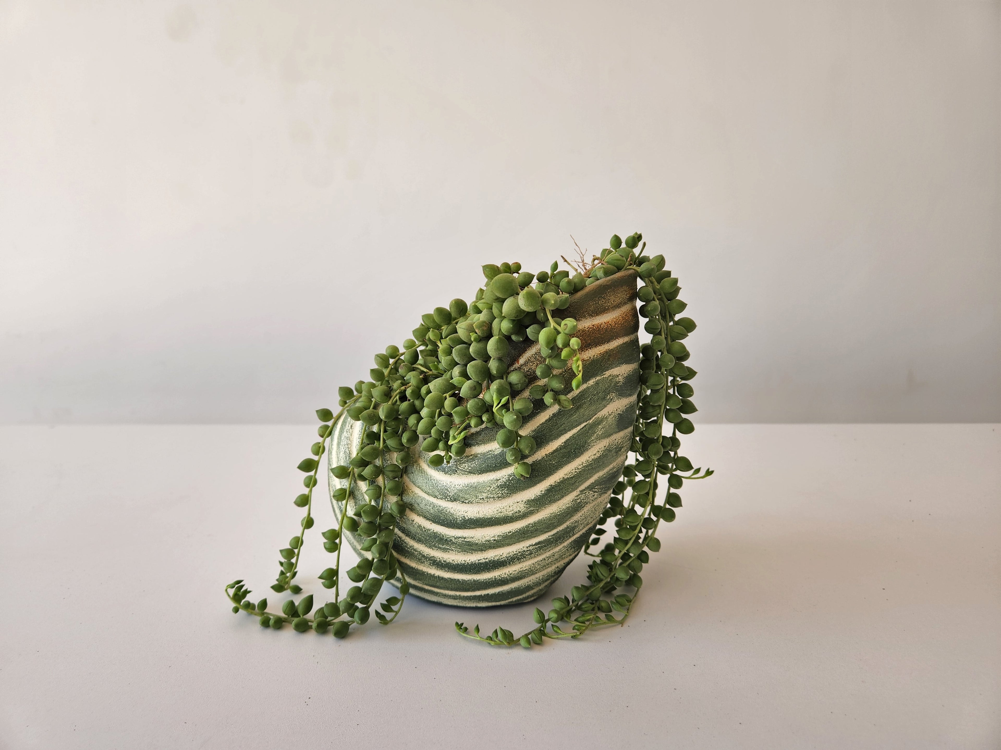 Shell Planter