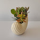 Shell Planter