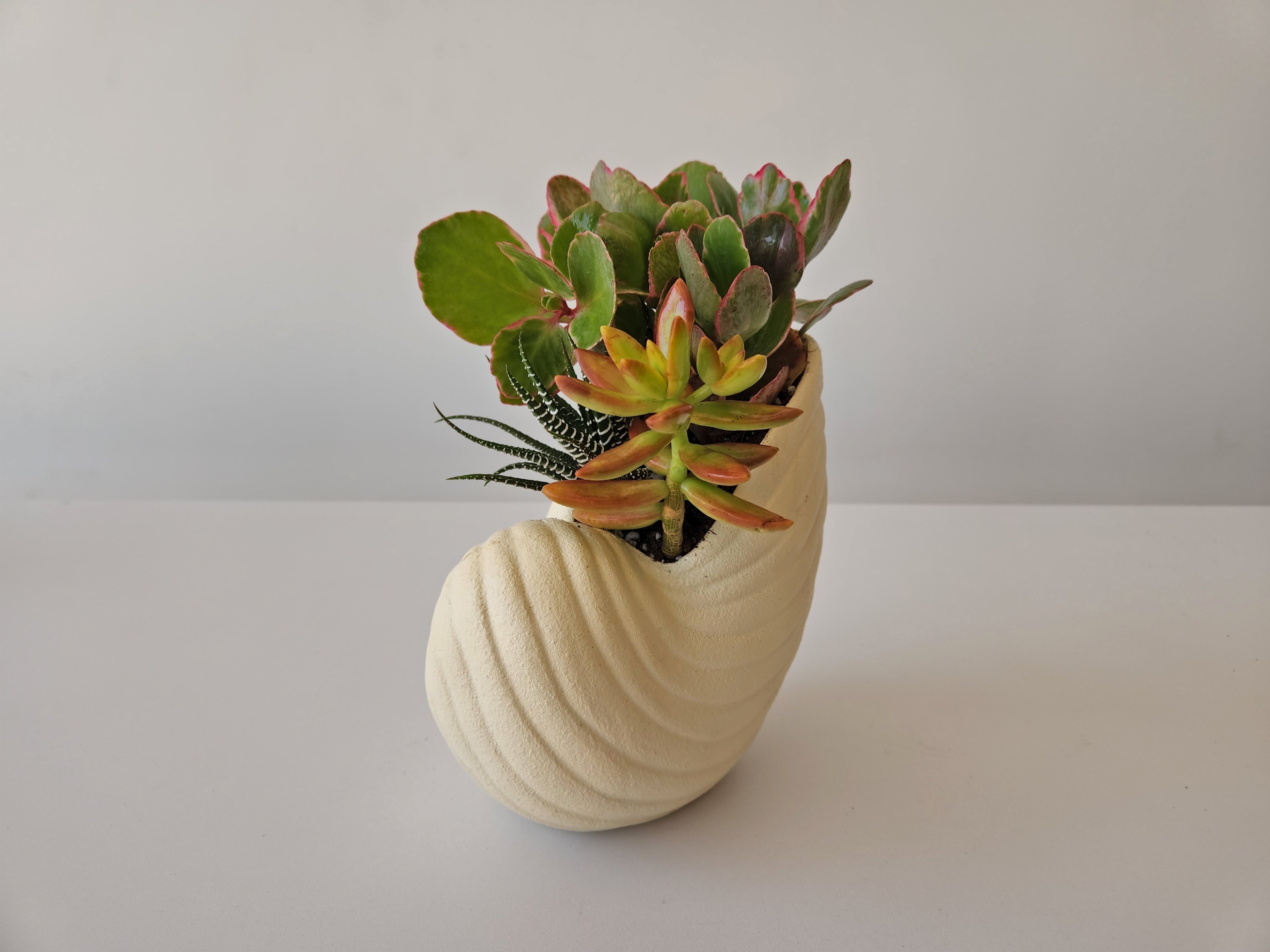 Shell Planter