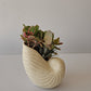 Shell Planter