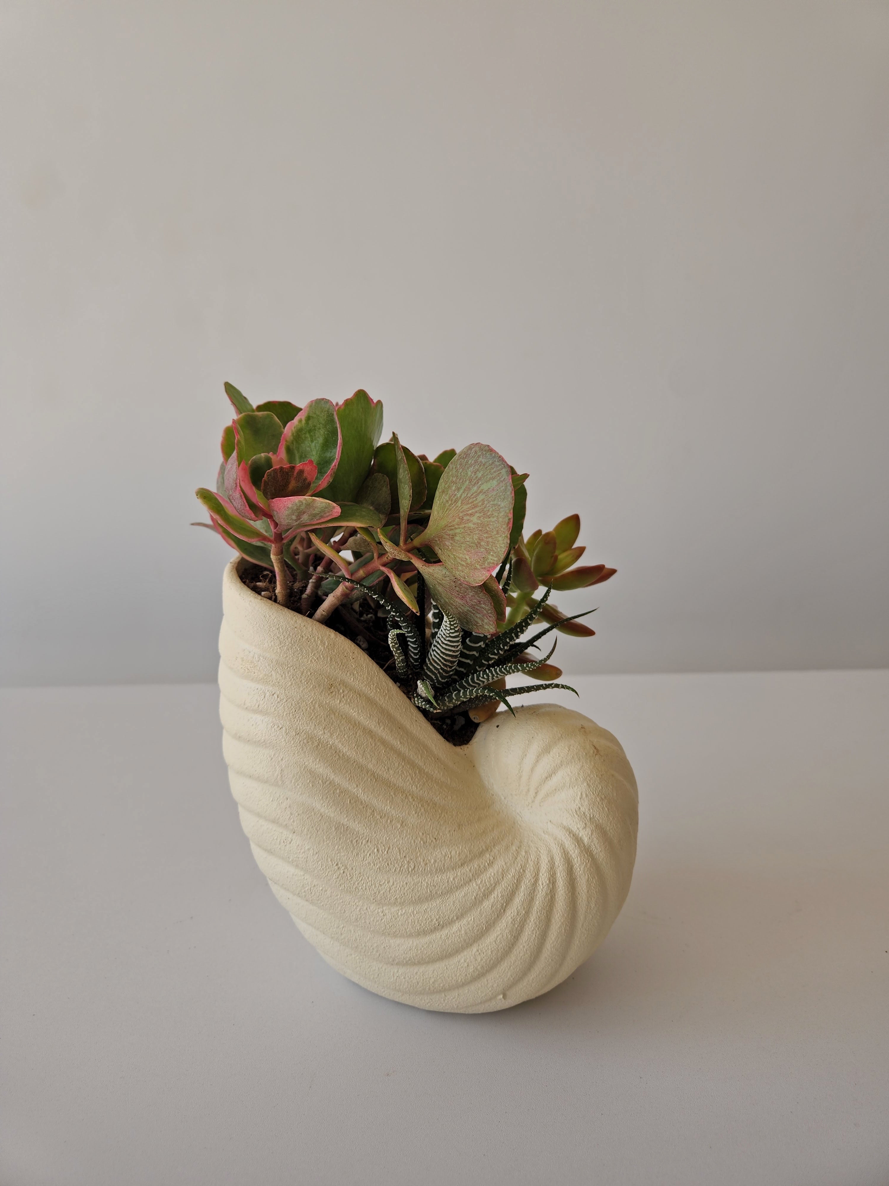 Shell Planter