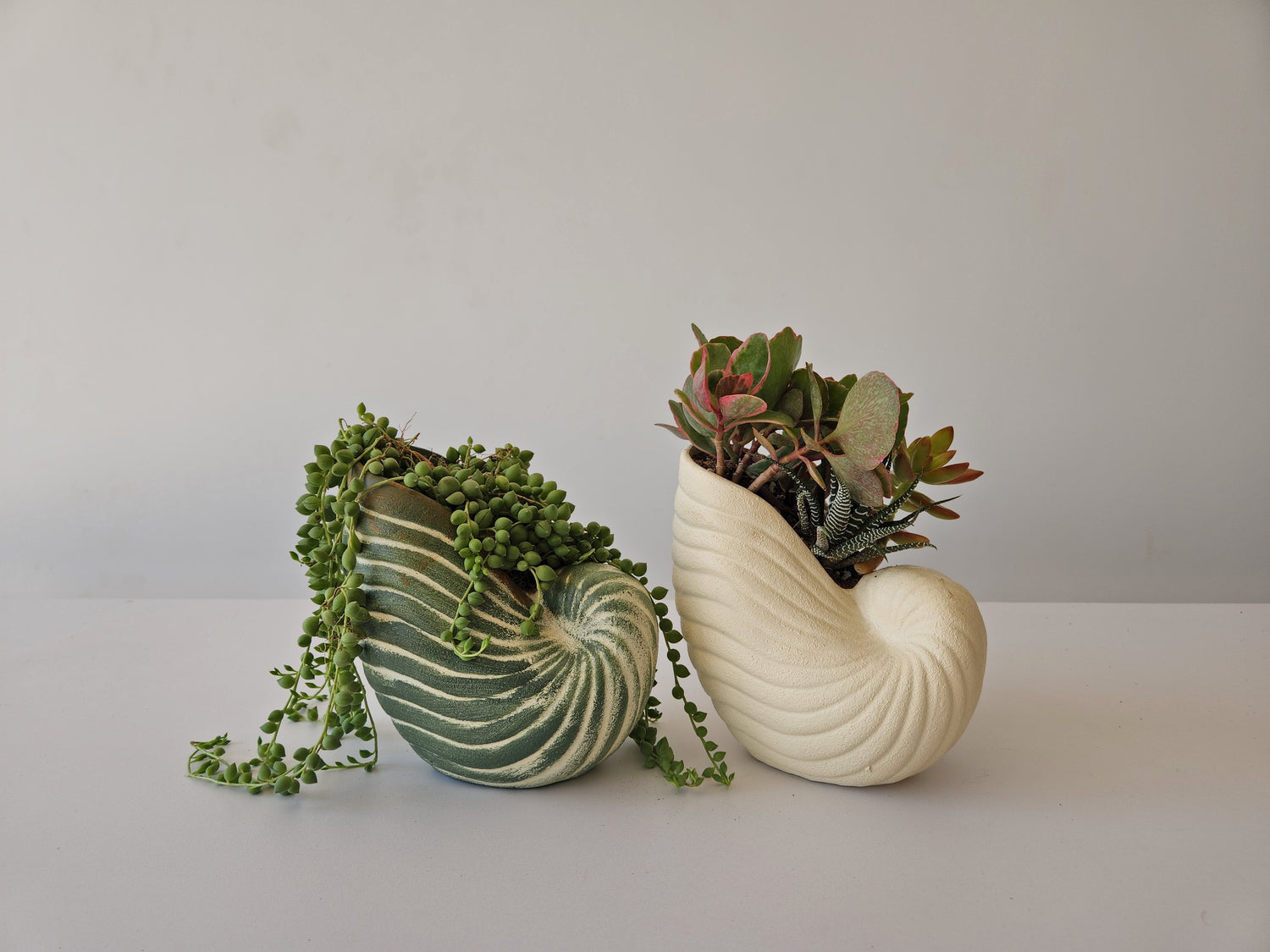 Shell Planter