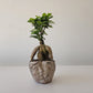 KissBound Planter