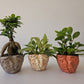 KissBound Planter
